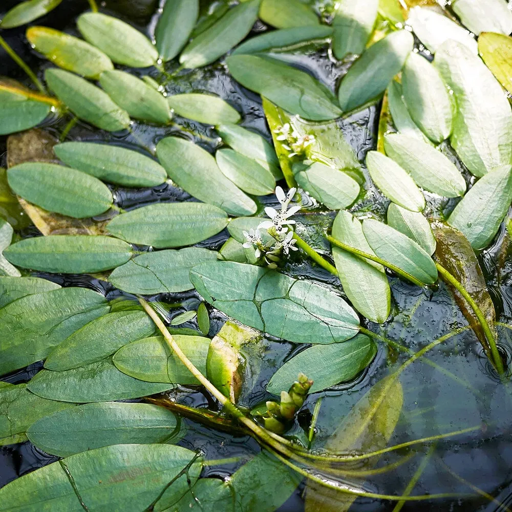 Aponogeton Distachyos Aquatic Pond Plant - Water Hawthorn