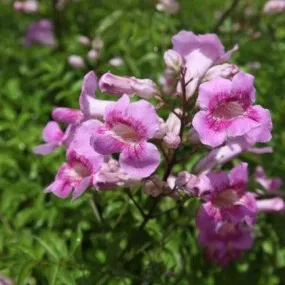 Bring Home the Beauty of Tecoma Climber Pink - The Rosy Trumpet Tree Plant for Sale