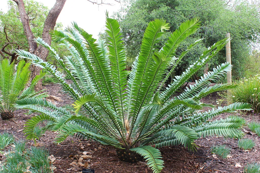 Encephalartos natalensis - Natal Cycad - 5 Seeds