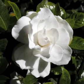 Gardenia Cape Jasmine Gardenia jasminoides 200 Seeds  USA Company