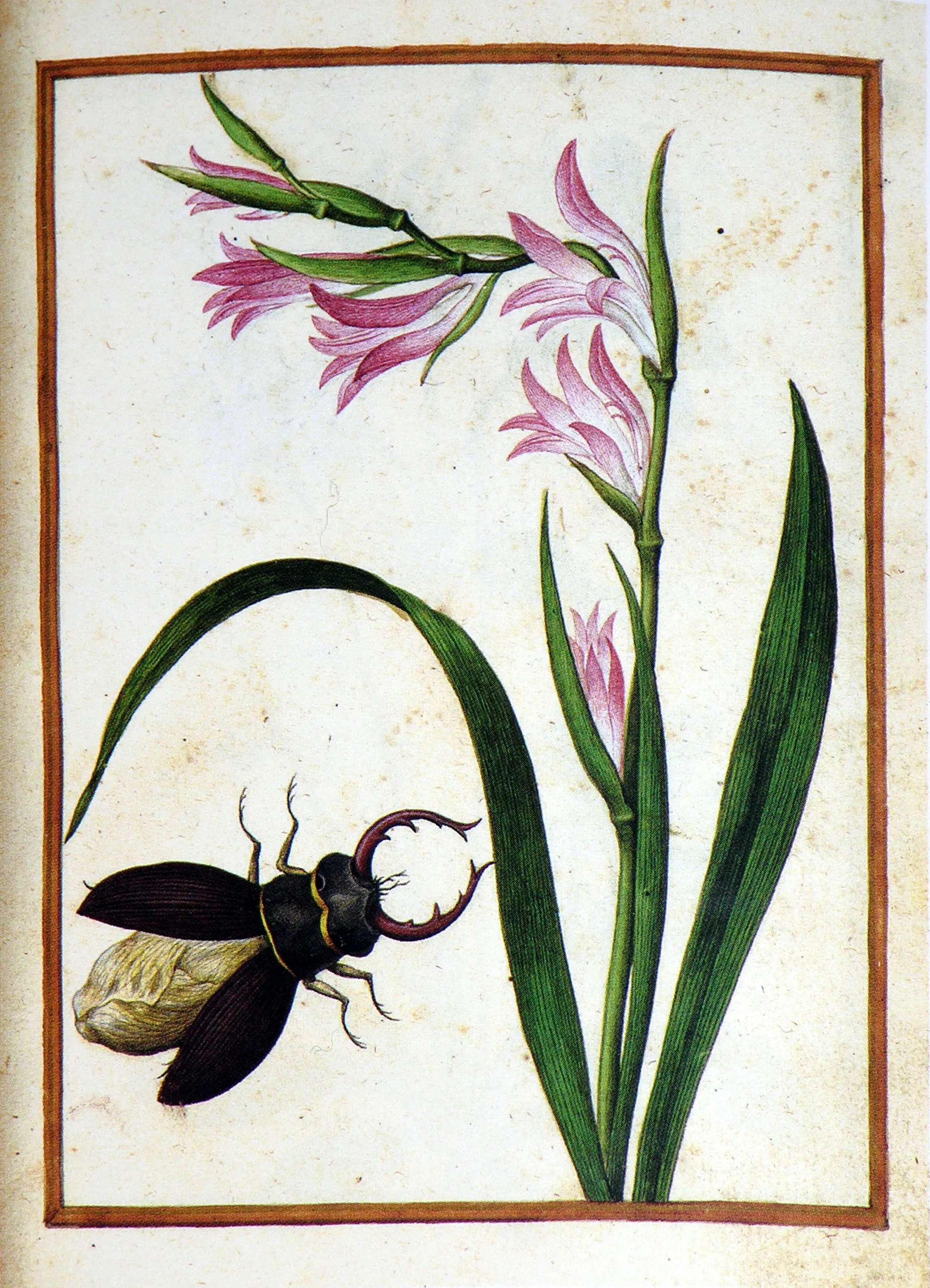 Jacques le Moyne de Morgues (French, ca. 1533-1588), Wild Gladiolus and stag beetle