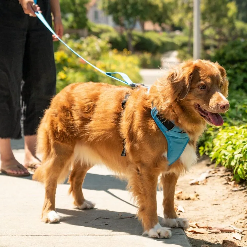 K9 Everyday™ Dog Harness - Seasonal Colors